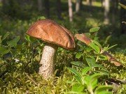 Как и когда собирать грибы